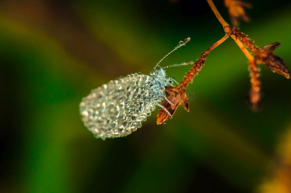 Similar – Image, Stock Photo Butterfly with morning dew