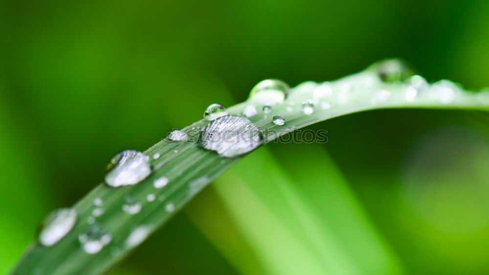 Similar – Image, Stock Photo drop on the green leaf