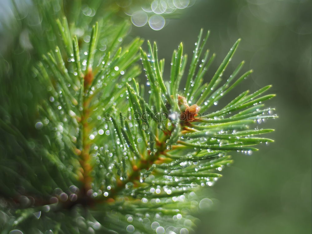 Similar – Pine cones Tree Detail