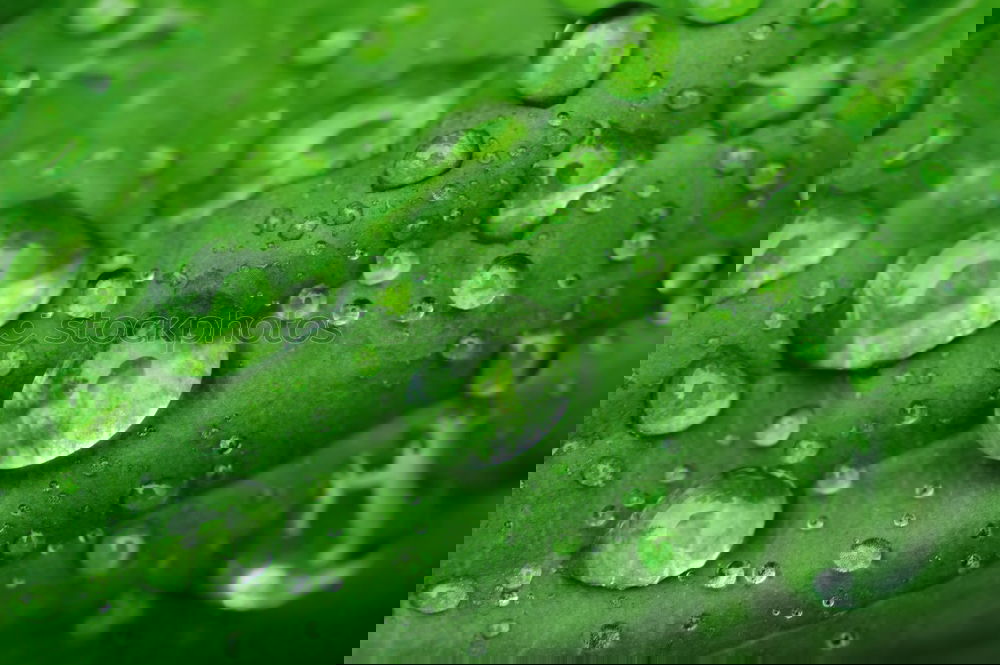 Similar – Foto Bild Wassertropfen I Gras Halm