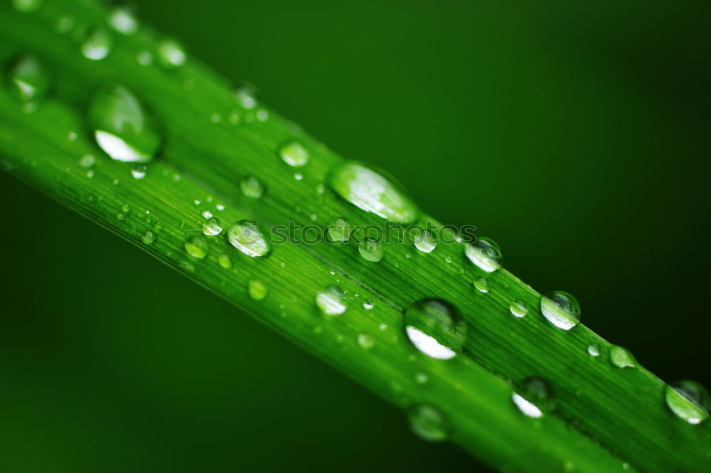 Similar – Image, Stock Photo dew drops Cold drink