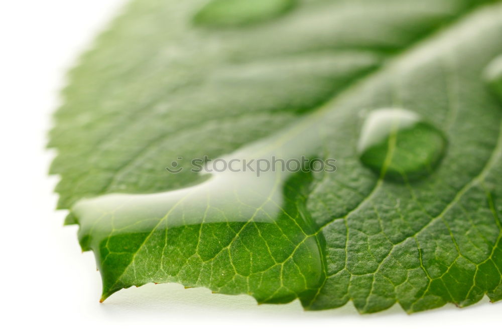 Similar – Image, Stock Photo Green leaves with drops of water