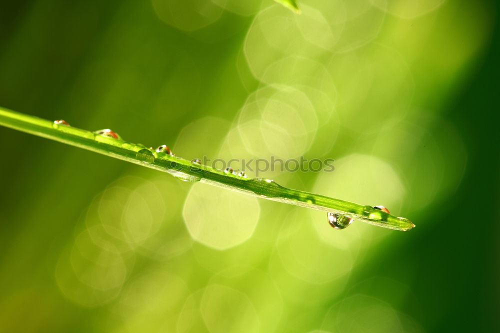 Similar – Image, Stock Photo This fly can fly. Nature