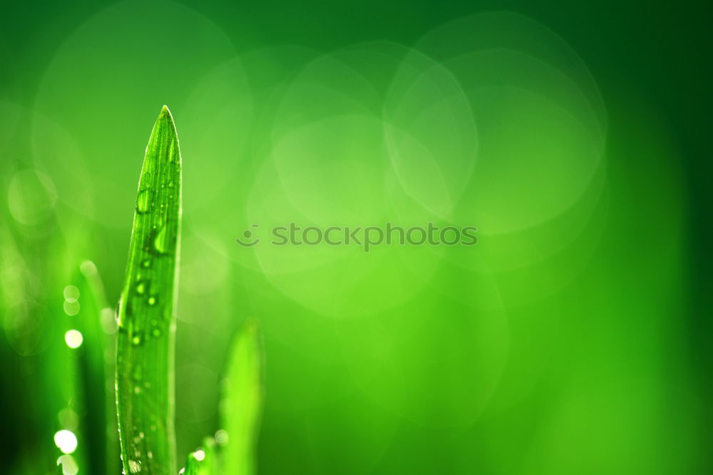 Similar – Image, Stock Photo unfold Aquatic plant