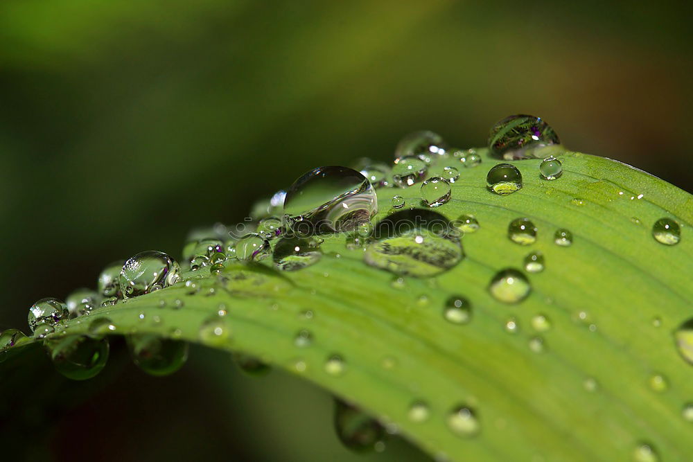 Similar – drip drop Umwelt Natur