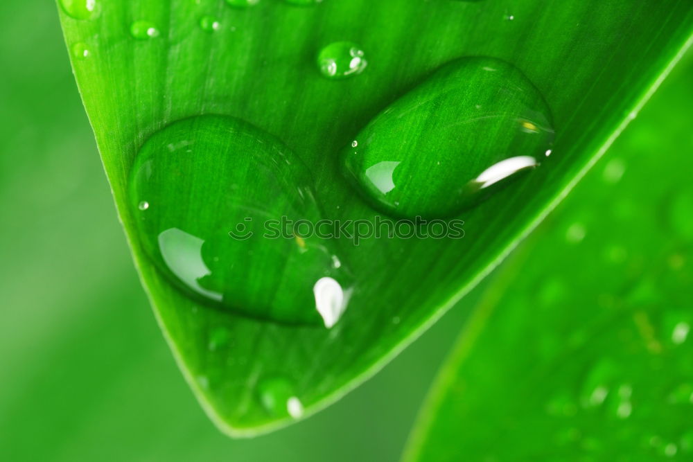 Similar – Wassertropfen liegen sicher auf einem grünen Blatt