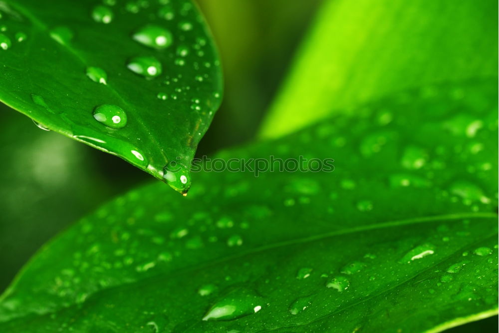 Similar – blasting star Plant Water