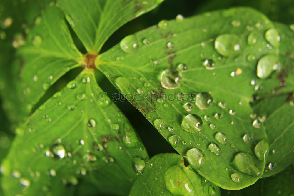 Similar – Image, Stock Photo dewdrops; weed; water; structure; dew; raindrops