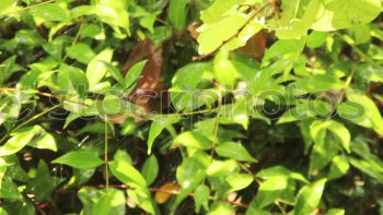 Similar – Wild blueberry in forest on the bush