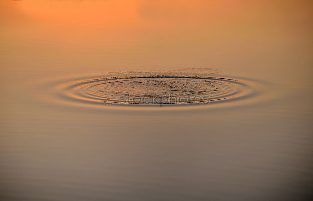 Image, Stock Photo Inn river bank Sunset Bird