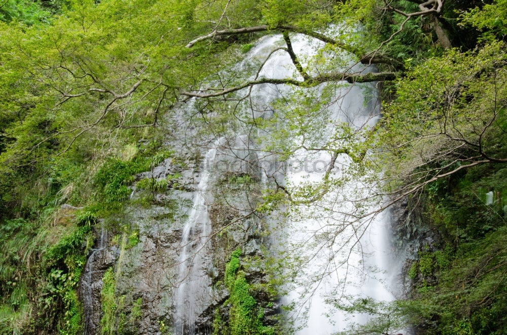 Similar – Image, Stock Photo Bear Guard Gorge Nature