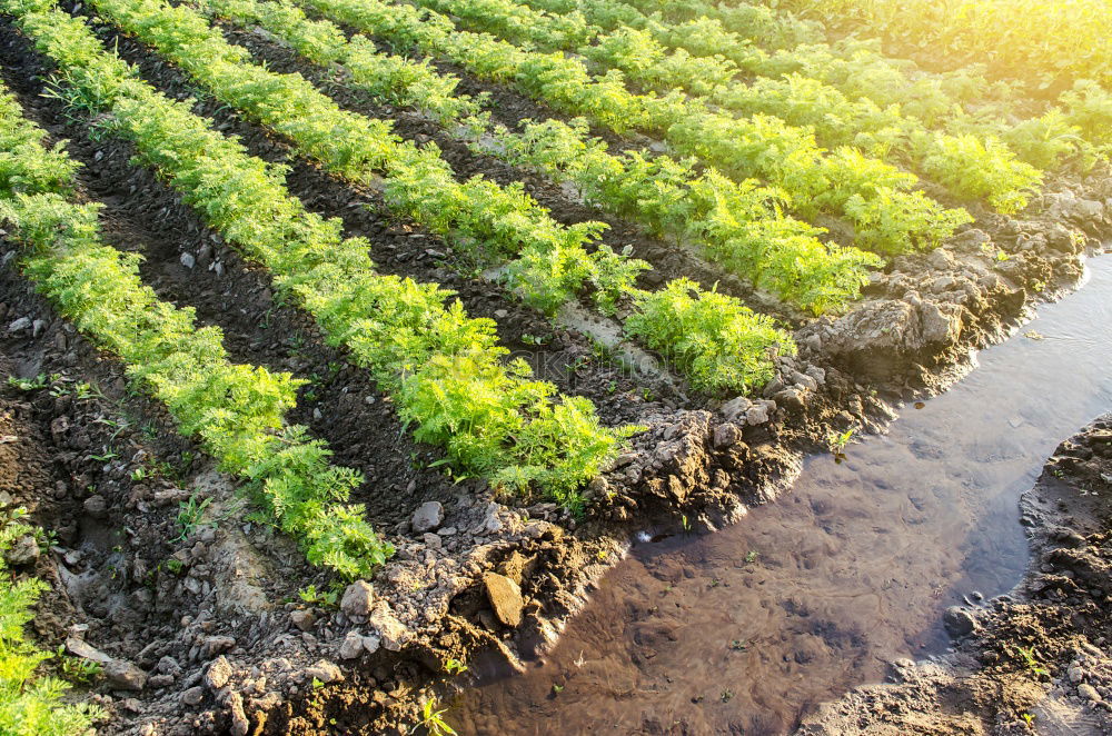 Similar – Image, Stock Photo Plantation of young eggplant seedlings is watered through irrigation canals. European farm, farming. Caring for plants, growing food. Agriculture and agribusiness. Agronomy. Rural countryside