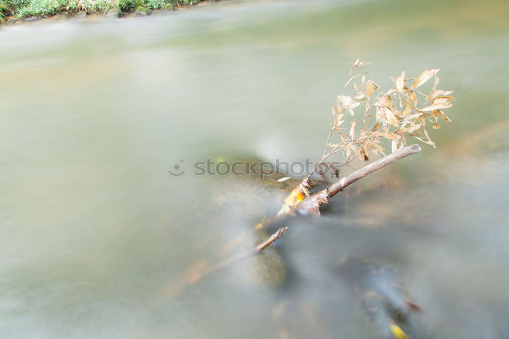 Similar – Image, Stock Photo Trash 2018 | Autumn Remains II