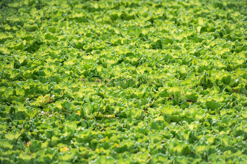 Similar – sea of leaves Leaf Green