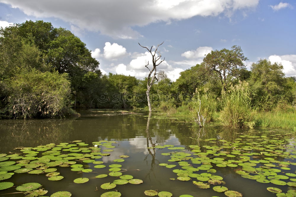 Similar – green lake Summer Nature