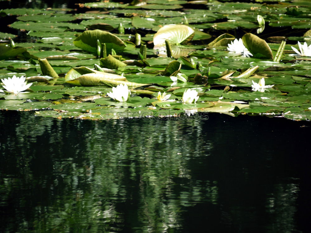 Similar – plant world Plant Forest