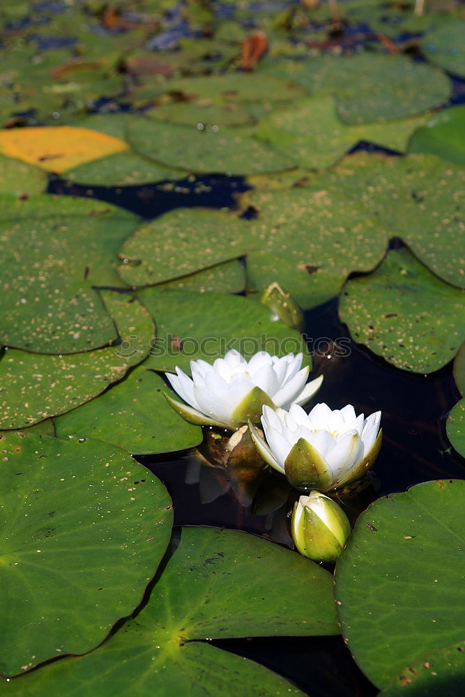 Similar – Foto Bild Nass geworden nass Blatt