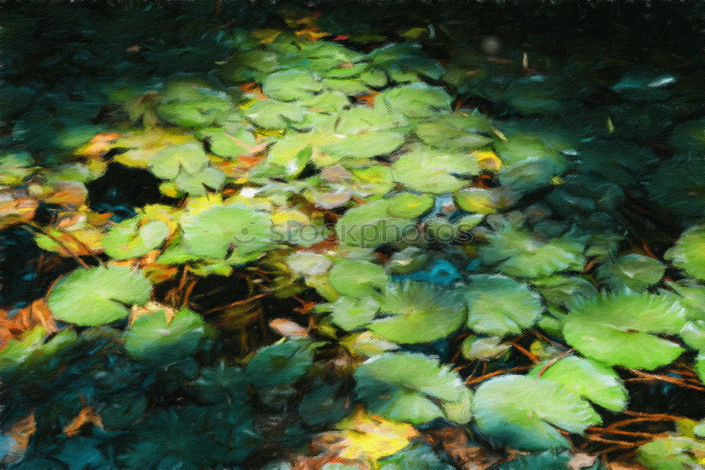 Similar – Brombeer-Heck Hecke Licht