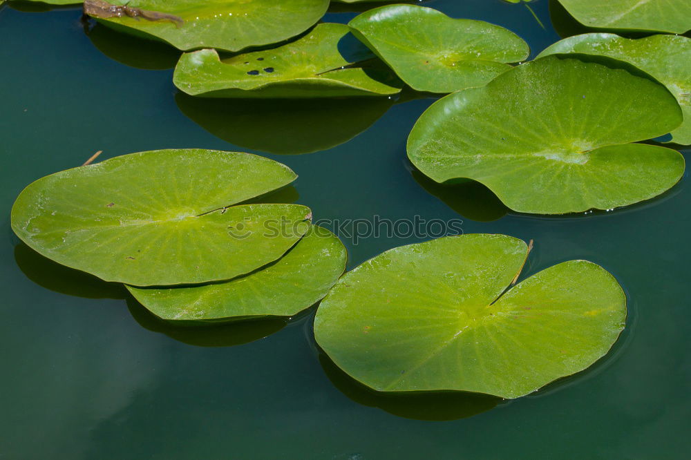 Similar – filigree Nature Plant Leaf