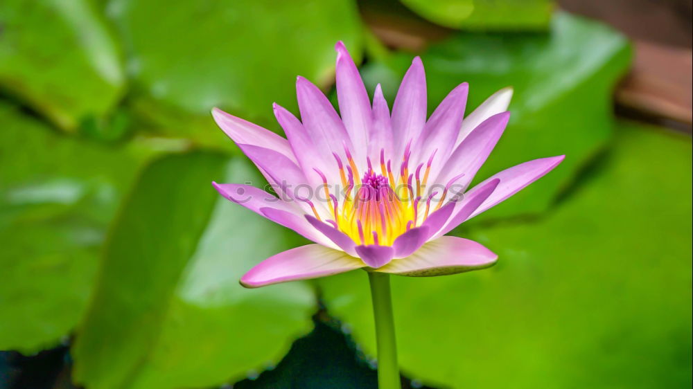 Similar – Image, Stock Photo searosis Rose Water lily