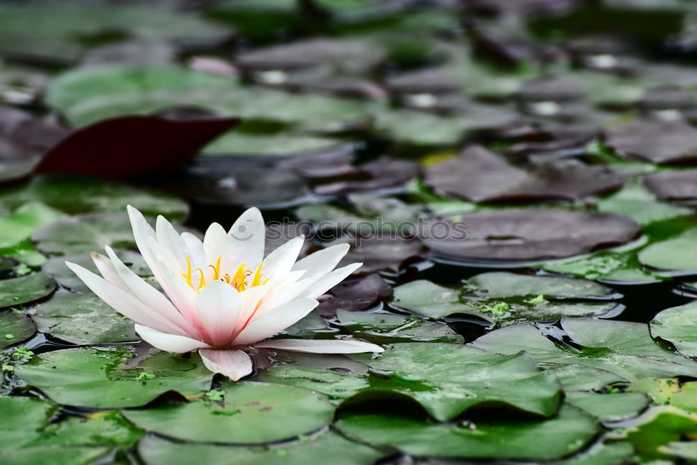 Similar – Seerose im Licht Rose