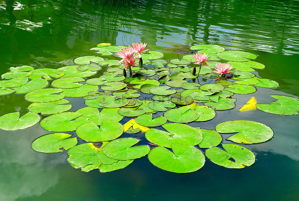 Similar – Seerosenteich Rose Blatt