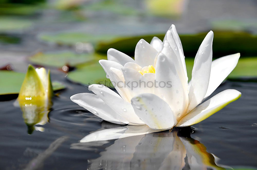 Similar – Image, Stock Photo tulips Trash