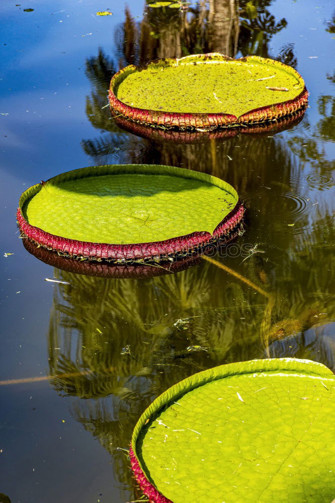 Similar – Image, Stock Photo water house Colour photo