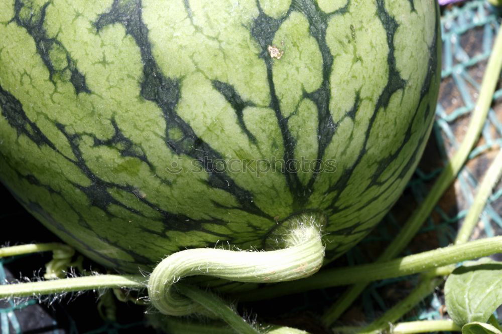 Similar – Image, Stock Photo Kohlrabi Pflanze Nahrung