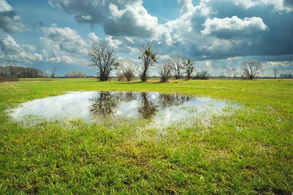 Similar – Who’s that looking out of the grass