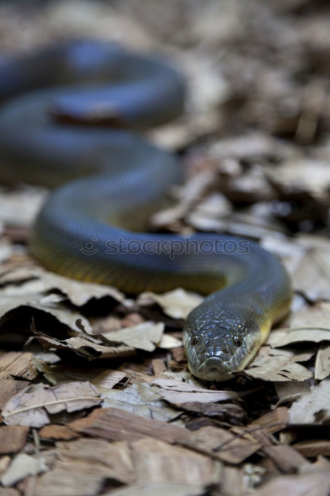 Similar – Image, Stock Photo snake’s eye Environment