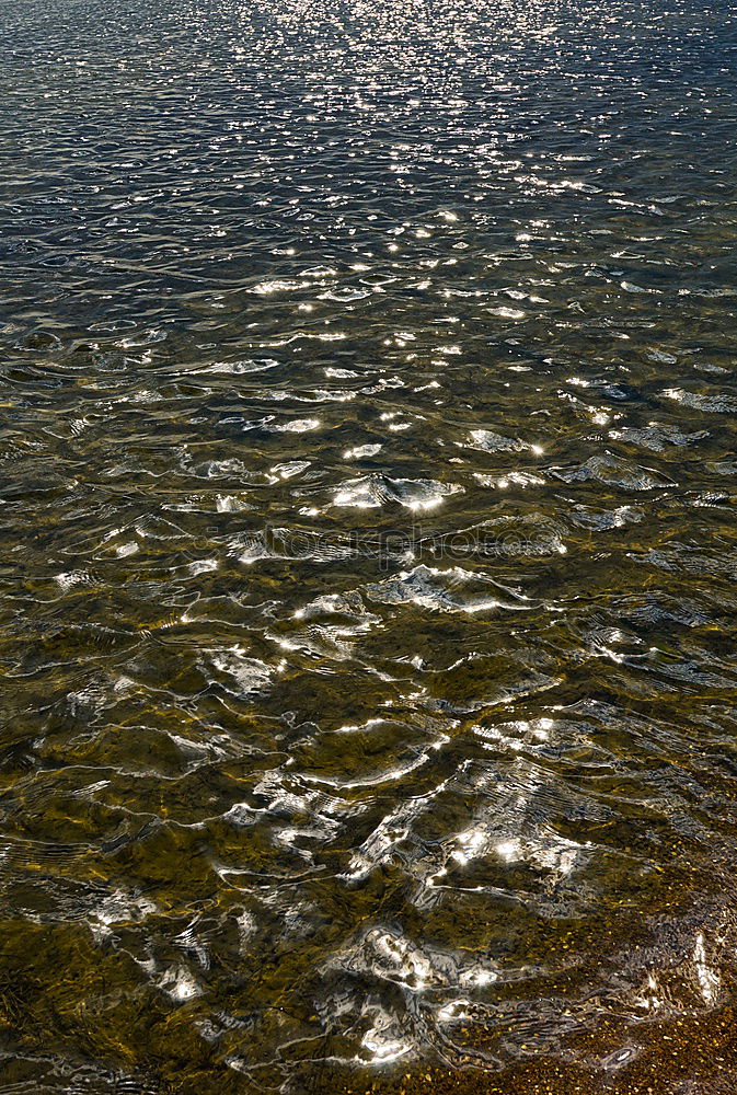 Similar – Swan in the lake