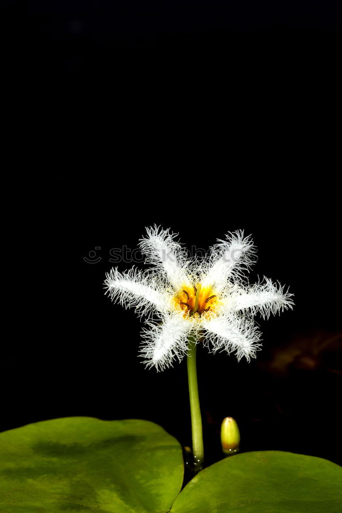 Similar – Image, Stock Photo Happy Easter Flower