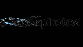 Similar – Foto Bild One Pinguin IIII Freude