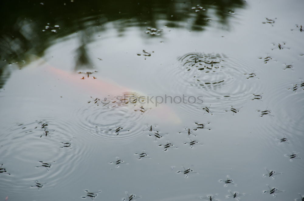 | | | | Lake Grass Stalk