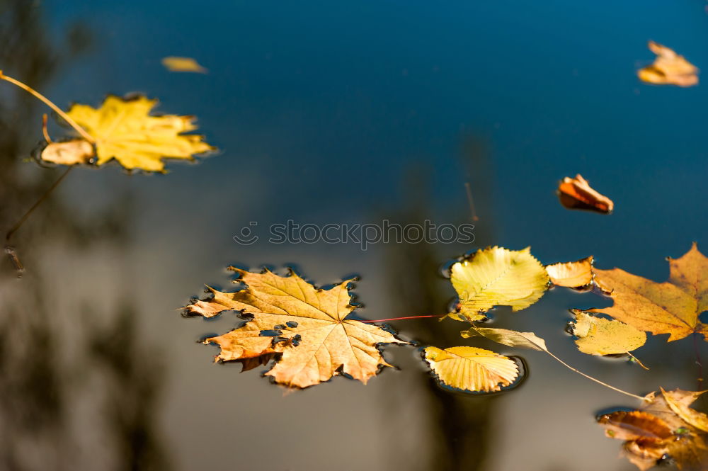 Similar – Image, Stock Photo Fall season.Dry yellow and orange leaves tangled in branches