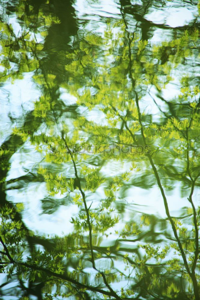 Similar – mirror stick Nature Plant