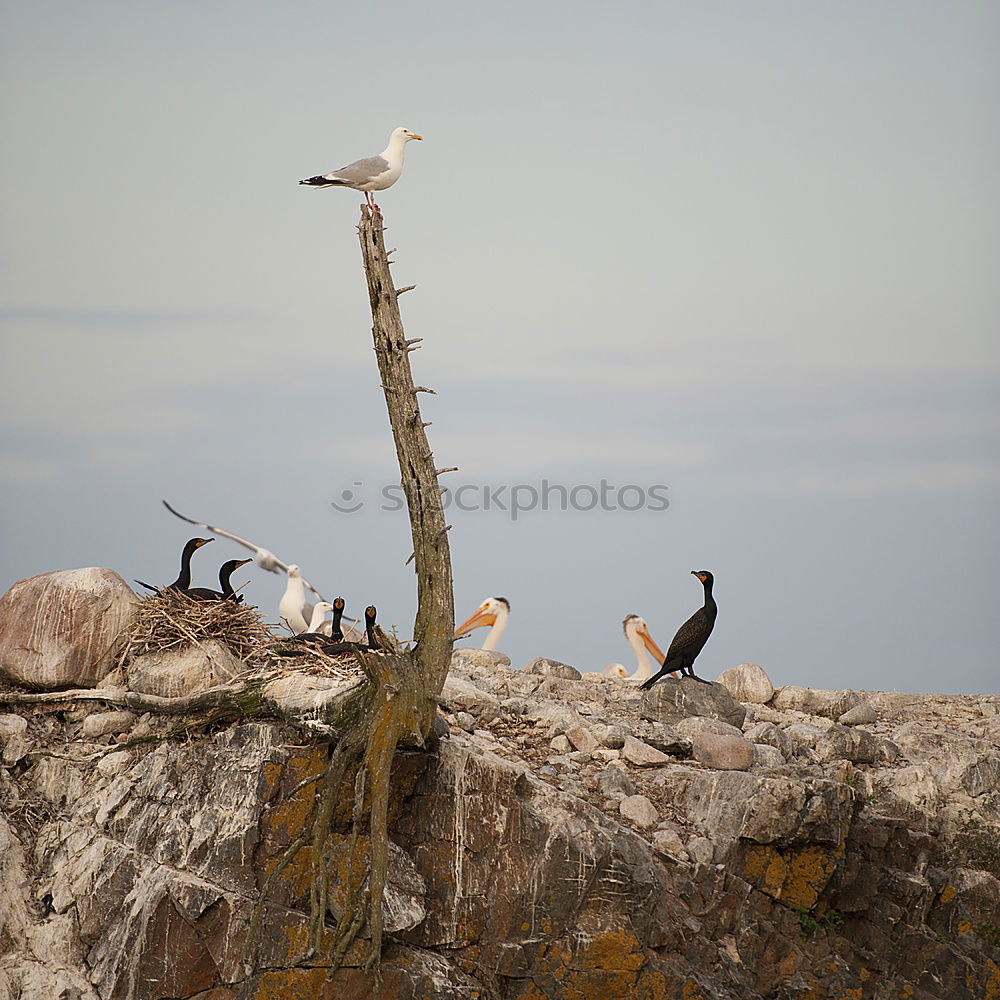 Similar – Image, Stock Photo Nesting storks on rocks