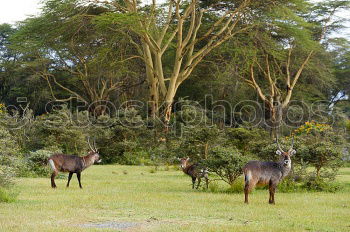 Similar – Image, Stock Photo Mule portrait, Sri Lanka