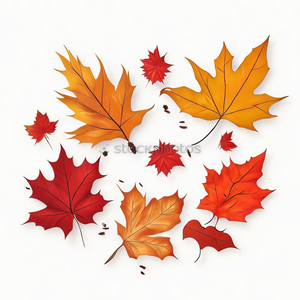 Similar – Image, Stock Photo in love in autumn Plant