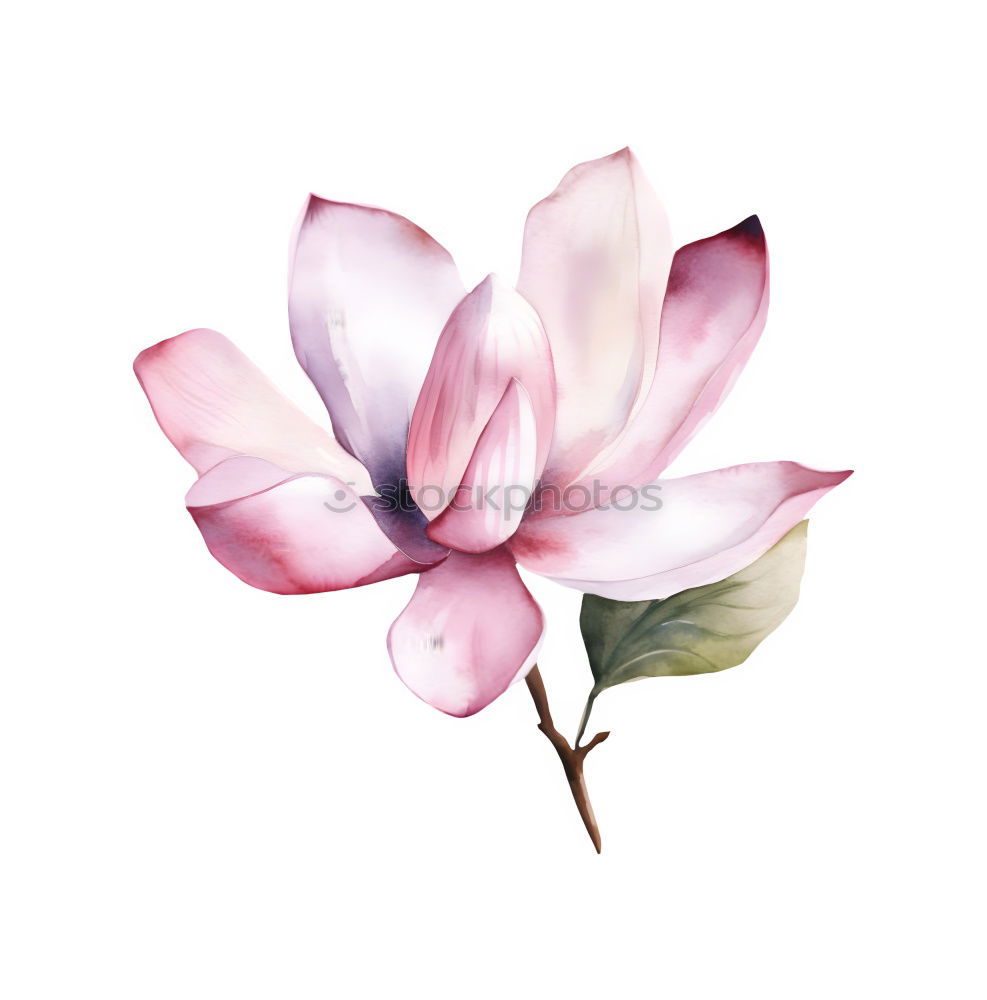 Similar – Image, Stock Photo orchid Elegant Style