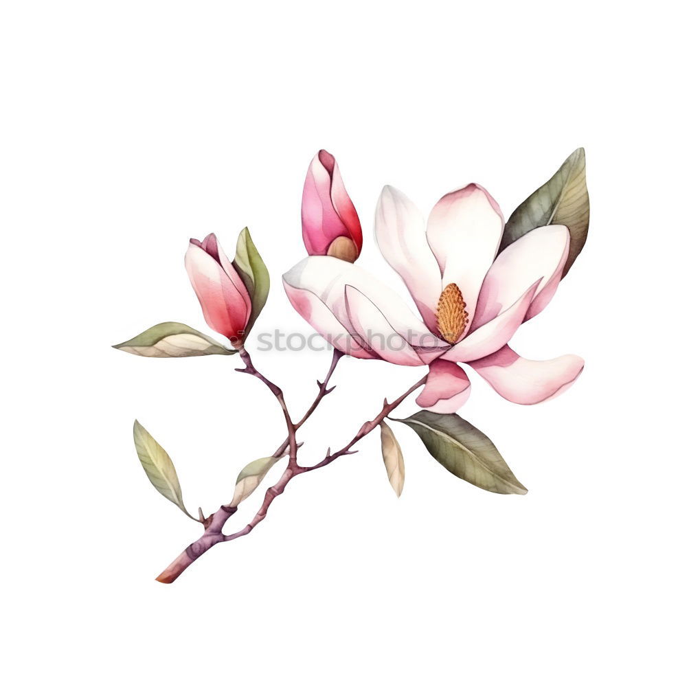 Similar – Image, Stock Photo herbarium Elegant Style