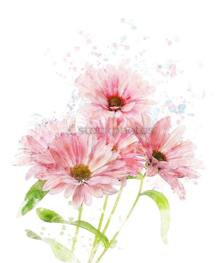 Image, Stock Photo Two pink cosmea flowers (white background)