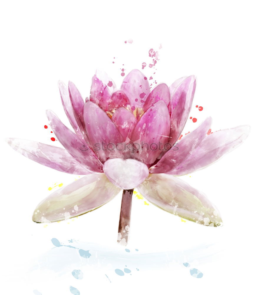 Image, Stock Photo orchid Elegant Style