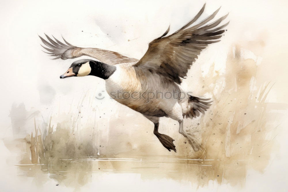 Image, Stock Photo Flying geese birds. Ink black and white drawing