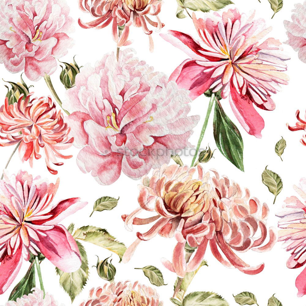 Similar – Pastel pink flowers background