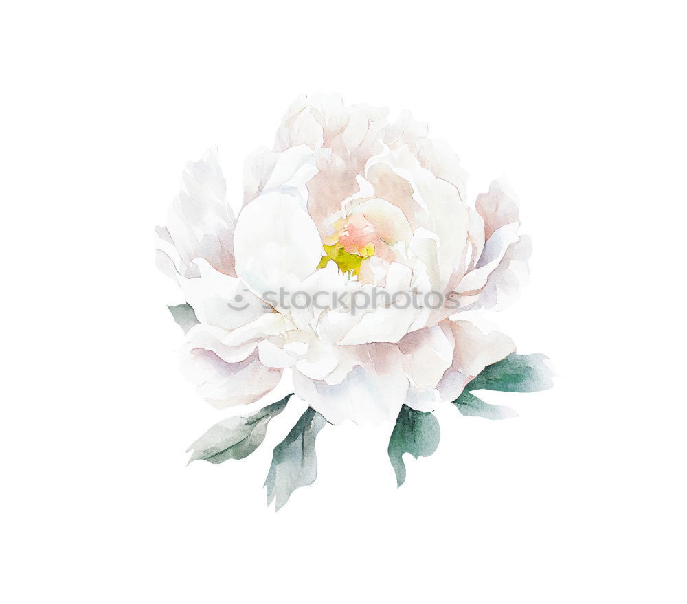 Similar – Image, Stock Photo Pastel pink peony flowers and petals
