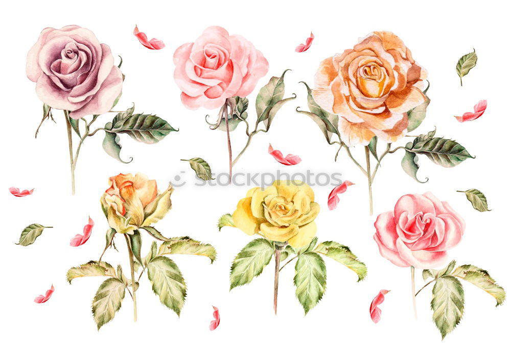 Similar – Image, Stock Photo Pink roses, romantic greeting card