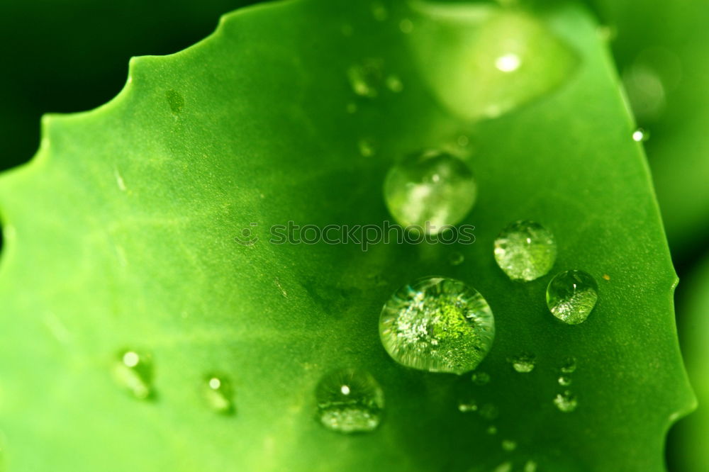 Similar – Wassertropfen grün Blatt