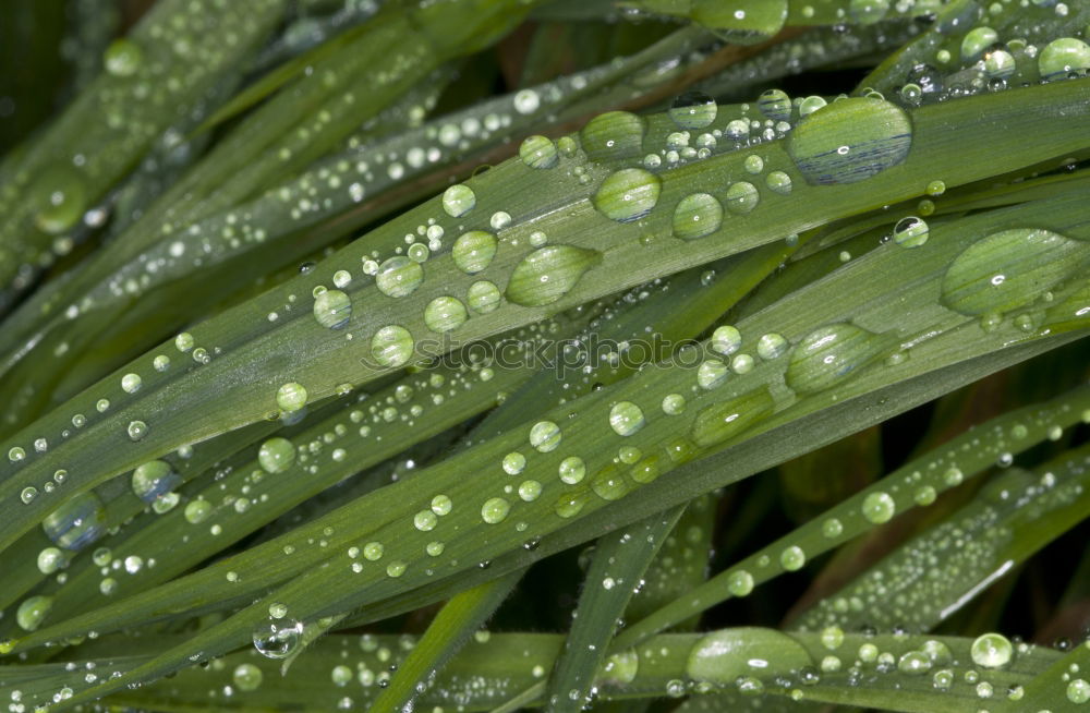 Similar – Image, Stock Photo Lady’s mantle with raindrops